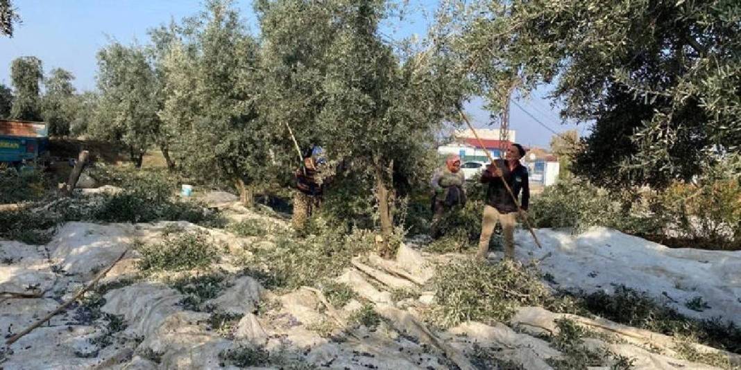 Üreticinin yüzünü güldüren hasat! Rekoltesi düşse de fiyatı zirvede: Rekora koşuyor, 125 TL’den satılıyor 1